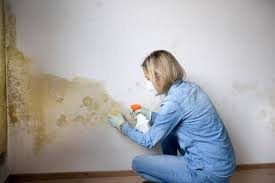 Black Mold Contractors Reveal the Most Effective Removal Techniques